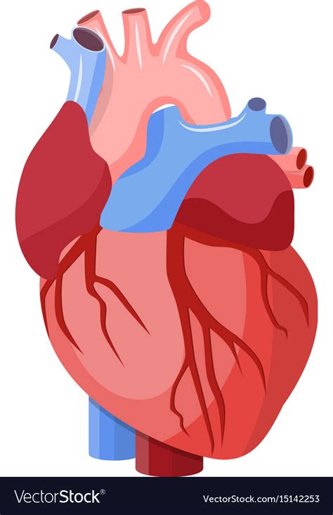 Heart Anatomy Cartoon