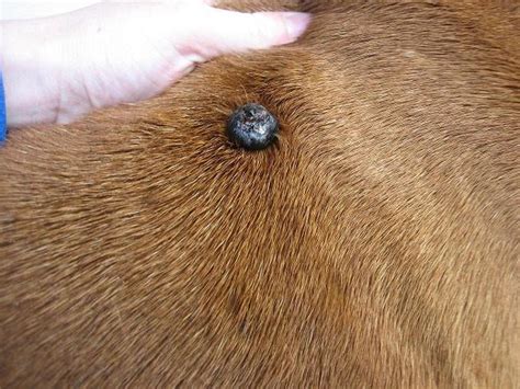 Tumor: Skin Tumors In Dogs