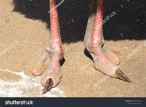 1,174 Ostrich foot Images, Stock Photos & Vectors | Shutterstock