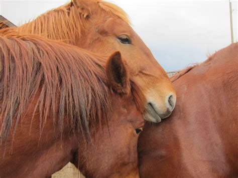 Suffolk Punch draft horse - rare breed | Horses, Draft horses, Horse breeds