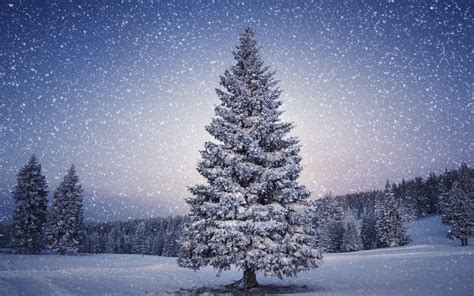🔥 [42+] Christmas Tree Snow Wallpapers | WallpaperSafari