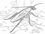 Dibujos Para Colorear Cucaracha Imprimible Gratis Los Niños Y  sketch template