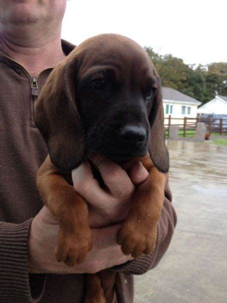 Cute Bavarian Mountain Hound Puppy | Large dog breeds, Bavarian ...