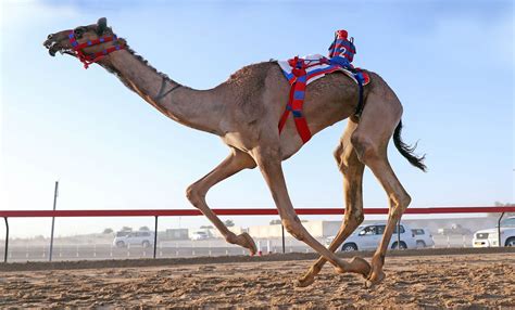 A Brief History of Camel Racing: Dubai’s NASCAR of the Desert | by Alexis James | Oct, 2020 ...