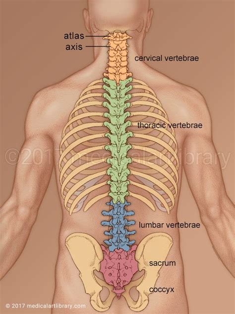 Learn anatomy as you browse our collection of human anatomy ...