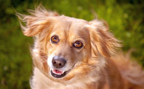 33 Sheltie Mixes! Huge-Hearted Herding Dogs!