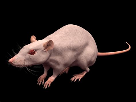 Laboratory rat 3d model 3dsmax files free download - CadNav