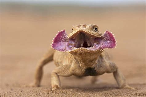 Toad-headed agama lizard unfurls its face like a flower to scare off ...