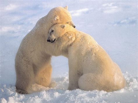 Animal Hug Wallpapers - Top Free Animal Hug Backgrounds - WallpaperAccess