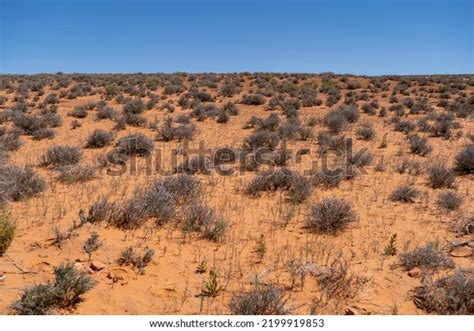 Empty Desert Some Plants Arizona Blue Stock Photo 2199919853 | Shutterstock