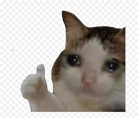 Sad Cat Meme Sticker