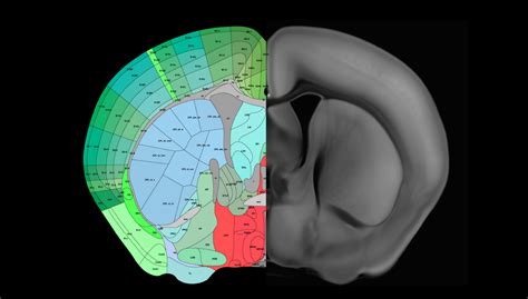 Atlases and Ontologies - Brain Cell Data Center (BCDC)