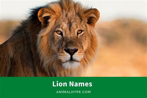 803 Roaring Lion Names for the King of Beasts - Animal Hype