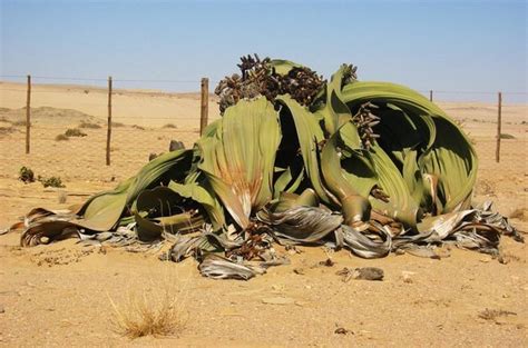 Welwitschia - Indigenous Plants - Namibia...