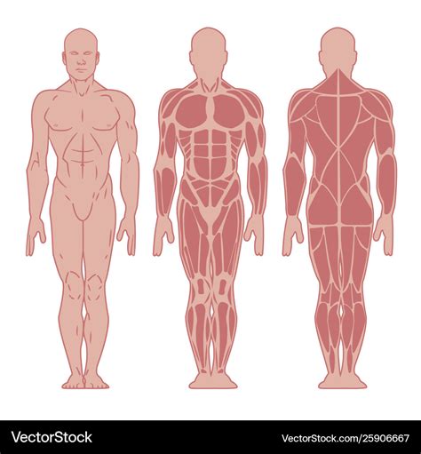 Anatomy male muscular system Royalty Free Vector Image