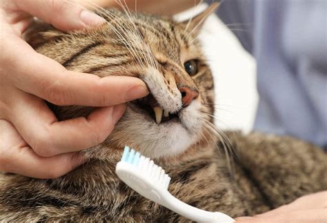 When Do Kittens Lose Their Baby Teeth? - Cat-World