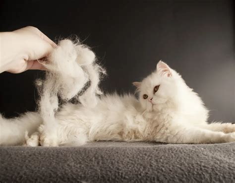 Matted Cat Fur Solutions and Tips for Preventing Future Tangles