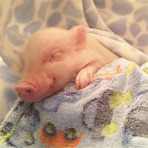 I love pigs!!!! | Cute piglets, Cute pigs, Baby pigs