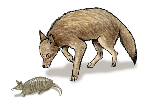 Adaptations of the Armadillo