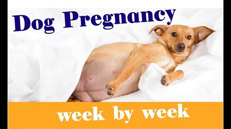 The Stages of Dog Pregnancy : Week by Week Guide 2018 - YouTube