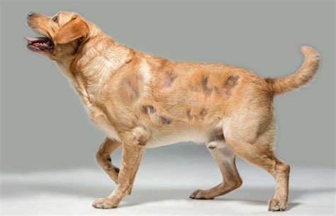 Alopecia in Dogs | Signs &Treatment | World Dog Finder