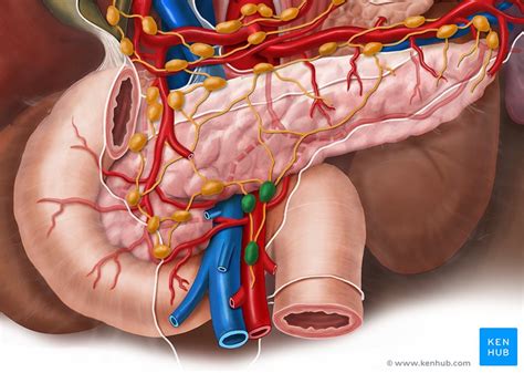 Lymph nodes of the thorax and abdomen: Anatomy | Kenhub