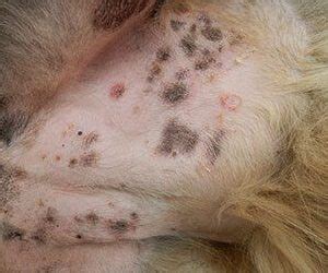 Staph Infection In Dogs Smell - dopi
