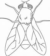 Animal World Fly Coloring Page  Sky Insect coloring Pages sketch template