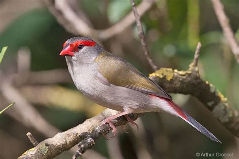 Red-browed Finch (Neochmia temporalis ), distributed from Cape York ...