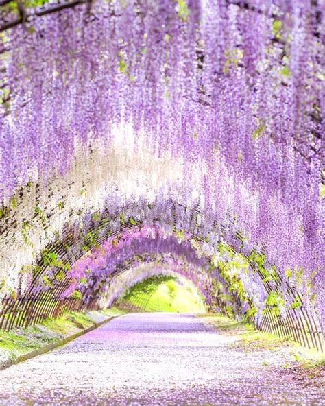 Wisteria tunnel in Fukuoka - Japan 💜💜💜 Picture by @genki_photo . #earthroulette for a feature 💜 ...