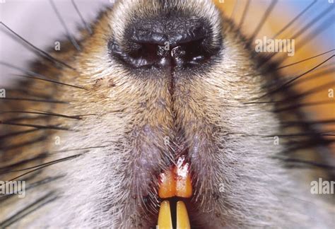 groundhog teeth images - Teeth Bonding