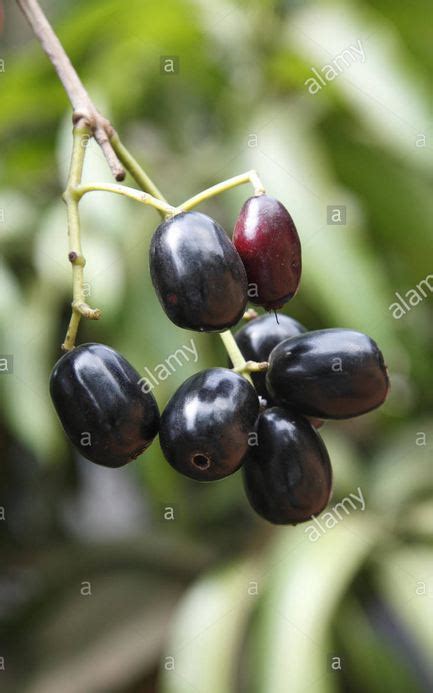 How and Where to Grow Jambul/Jamun, Growing Jamun Plant - Everything About Garden