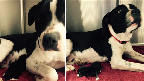 HEARTWARMING: Stray pit bull adopts, nurses newborn kitten as her own ...