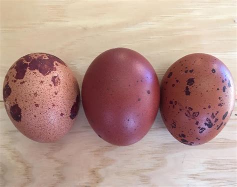 Black Copper Marans Eggs Best Images Photography - Gardening