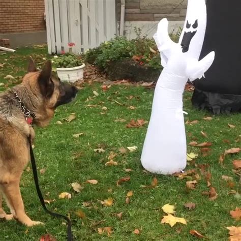 German Shepherd scared of Halloween decorations [Video]