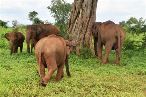 Observing elephants Udawalawe national park Sri Lanka - Crazy sexy fun traveler - travel blog ...