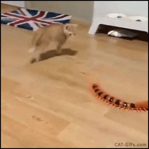 Cat Jumping GIF - Cat Jumping Fail - Discover & Share GIFs | Funny cute cats, Funny looking ...