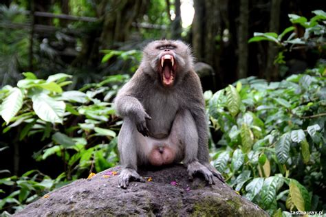 What to see on Bali - Monkey Forest - UBUD