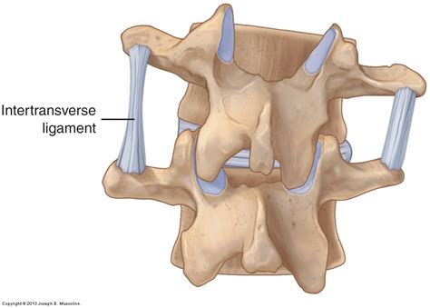 Ligaments (fascial tissue) of the Neck / Cervical Spine