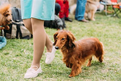 A Comprehensive Guide to Clicker Training Dogs - All Doggos