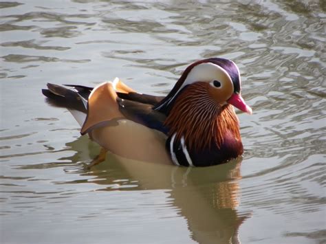 Mandarin Duck » Kelvin Peach Photography