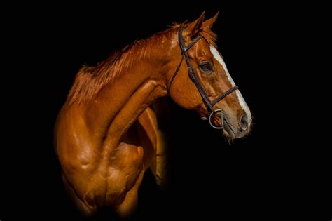 Horse Photography (Pro Tips, Settings, Editing, Examples) - Horse Rookie