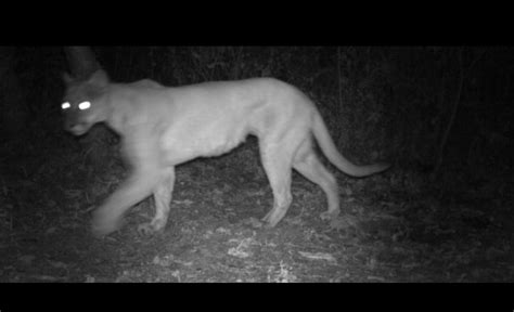 Help with this cat? | Kentucky Hunting