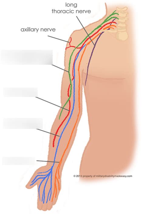 Arm nerves Diagram | Quizlet