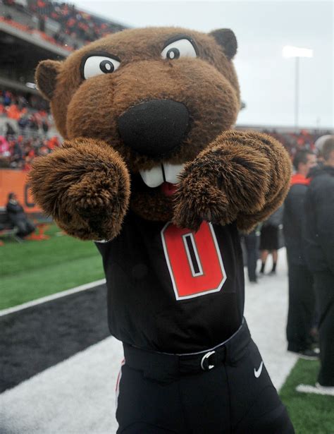 Here's looking at you, Beaver Nation! Oregon State University, Beavers, Seahawks, Mascot, Teddy ...