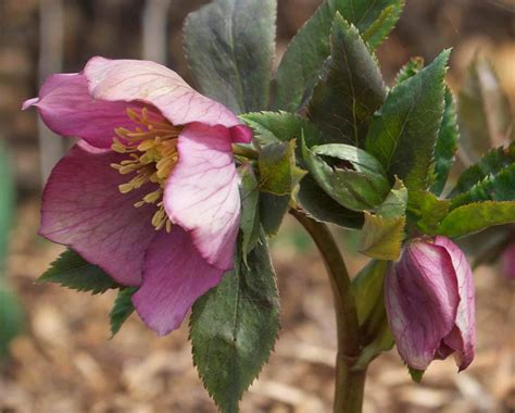 Flower Homes: Christmas Rose Flowers