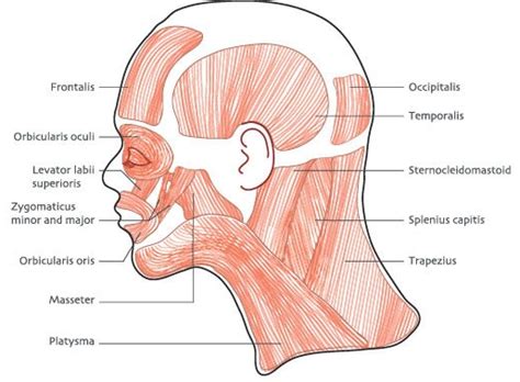 Head And Neck Muscle Diagram / Gross Head And Neck Anatomy / Zenon ...