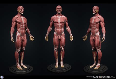 ArtStation - Human Anatomy Kit | Resources