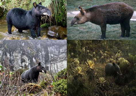 The Mountain Tapir is the last tapir species found outside of tropical climates. They are ...