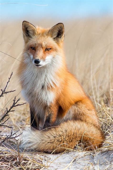 Red fox looking majestic as @#!$ : r/foxes